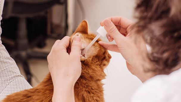 veterinarian dripping drops to the kitten ear - Photo, Image