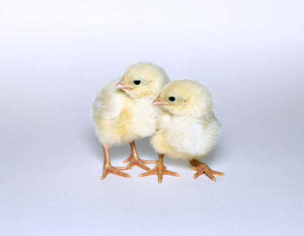 Nestlinge kleine gelbe Küken - Foto, Bild