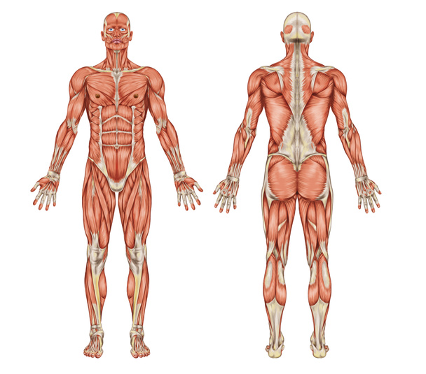 Férfi izomzat - posterior és anterior nézet - teljes test anatómiája - Fotó, kép