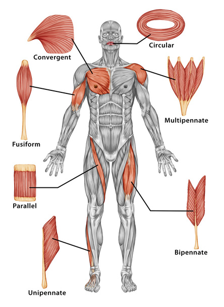 Anatomie der männlichen Muskulatur - Seitenansicht des Typus Muskel - Ganzkörper - Foto, Bild