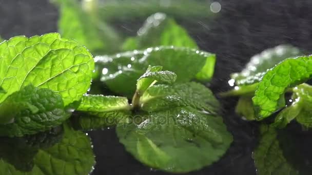  Detailed view of mint plant leafs, raining over black background. Slow motion. - Footage, Video