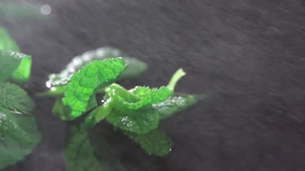  Gedetailleerde weergave van de munt plant bladeren, regent op zwarte achtergrond. Slow motion. - Video