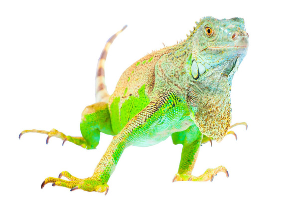 Un'iguana verde
 - Foto, immagini