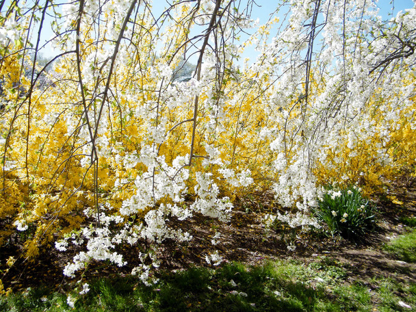 Fleur de cerisier Washington et buissons jaunes Mars 2010
 - Photo, image