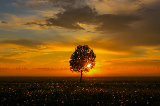 silhouette of a lonely tree at sunrise. Russia - Photo, Image