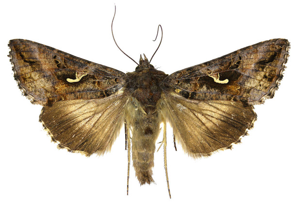 The Silver Y on white Background  -  Autographa gamma  (Linnaeus, 1758) - Photo, Image
