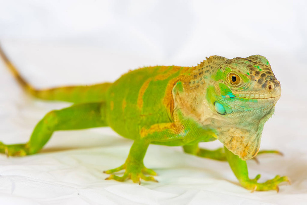 Una iguana verde
 - Foto, Imagen