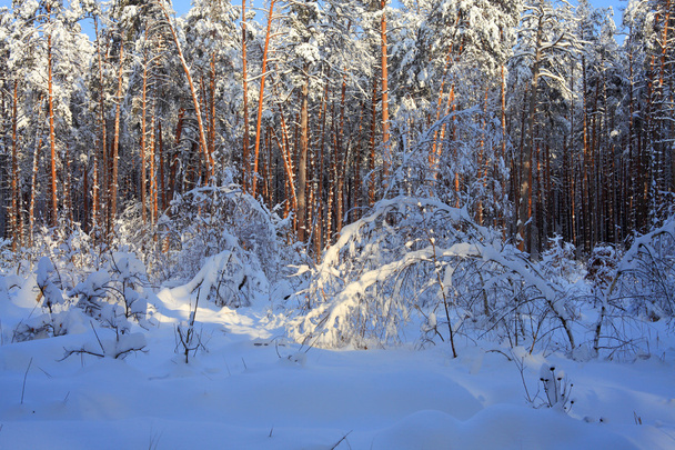Winter Landscape - Valokuva, kuva