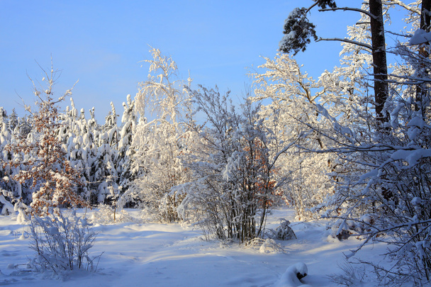 Winter Landscape - Valokuva, kuva