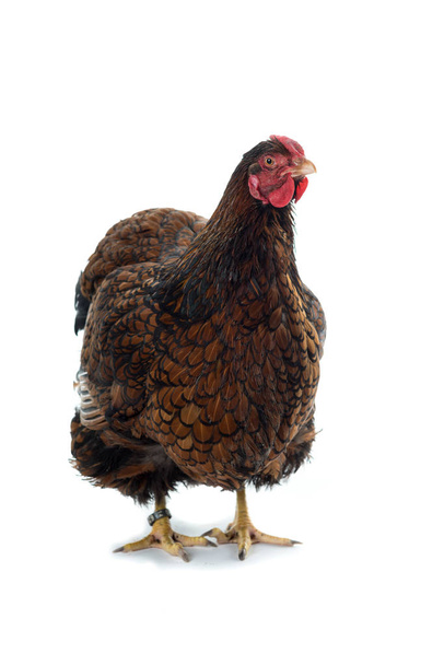 Wyandotte Chicken golden laced isolated in white background - Photo, Image