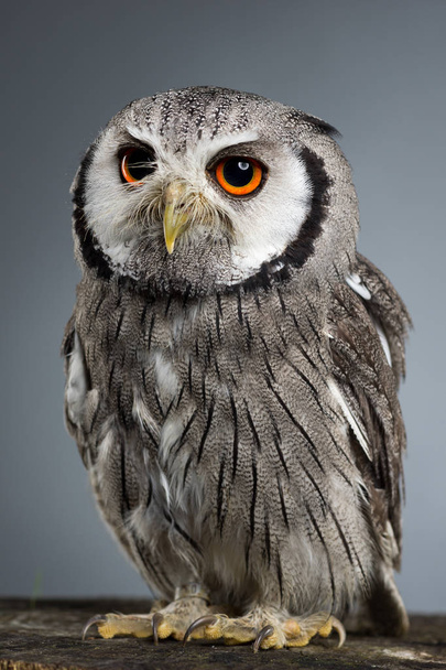 Northern white-faced owl Ptilopsis leucotis studio portrait - Foto, imagen