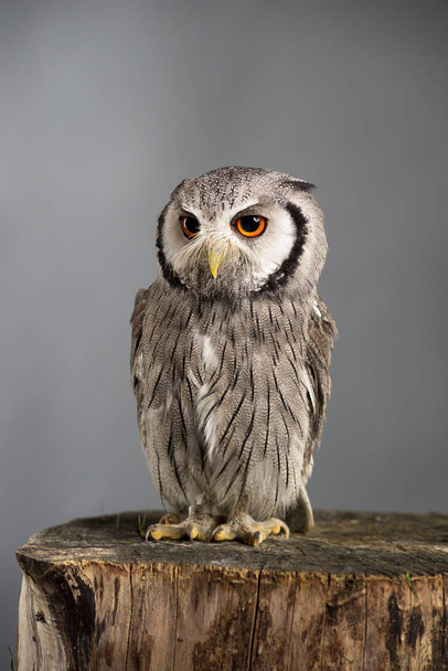 Northern white-faced owl Ptilopsis leucotis studio portrait - Fotografie, Obrázek