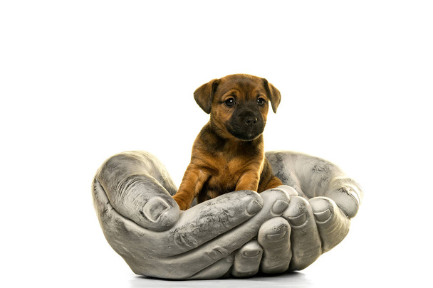 Jack Russel puppy in stone hands isolated in white - Photo, Image