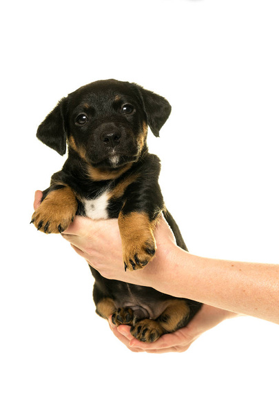 cachorro Jack Russel sostenido en manos aisladas en blanco
 - Foto, imagen