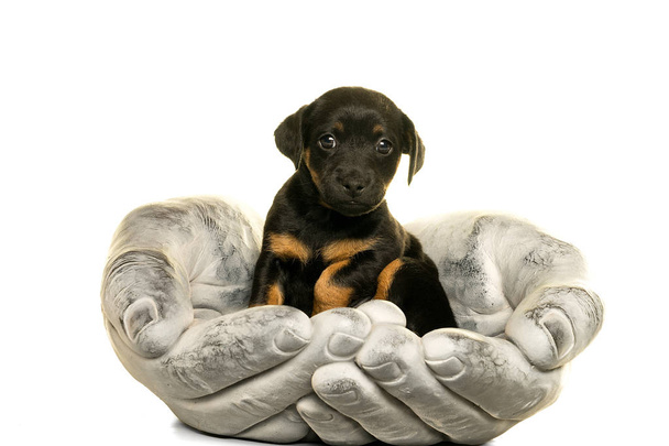 Jack Russel cachorro en manos de piedra aislado en blanco
 - Foto, imagen