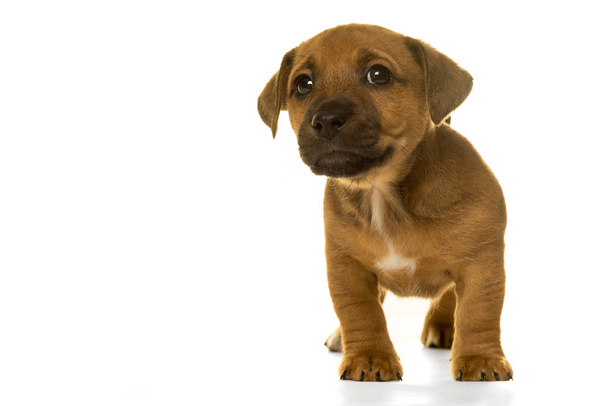 Brown, tan Jack Russel puppy isolated in white - Photo, Image