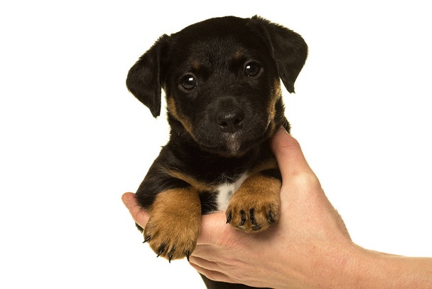 Jack Russel puppy held in hands isolated in white - Photo, Image