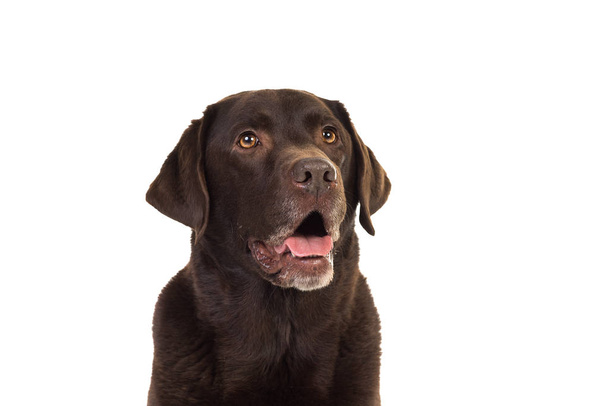 Chocolate brown labrador isolated in white - Photo, Image