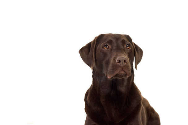 Labrador marrón chocolate aislado en blanco
 - Foto, imagen