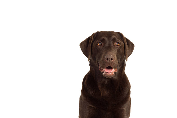 Labrador brun chocolat isolé en blanc
 - Photo, image