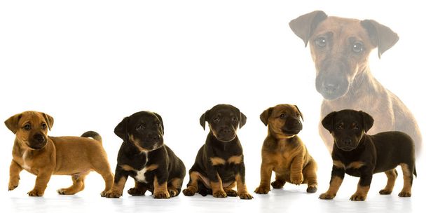 Camada de cinco cachorros Jack Russel y su madre aislados en
  - Foto, Imagen