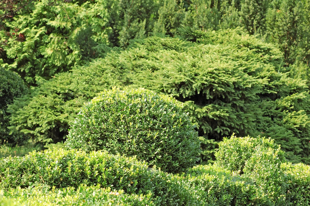 Clipped Buxus sempervirens - Photo, Image