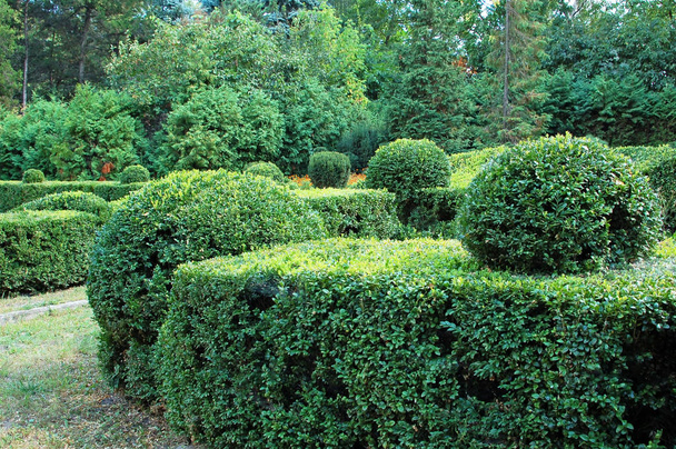 Clipped Buxus sempervirens - Photo, Image