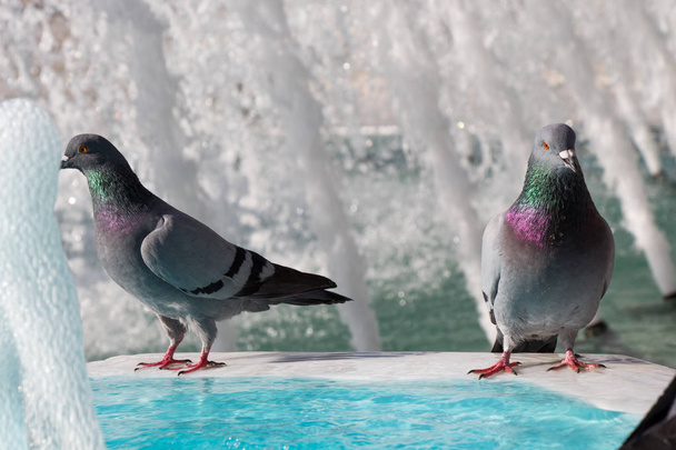 V městském prostředí žije osamělý ptáků u fontány - Fotografie, Obrázek