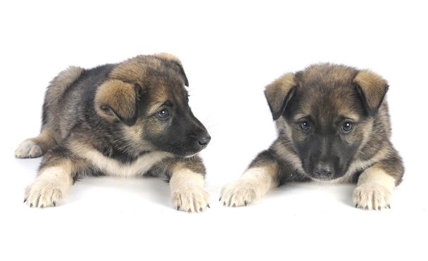 two puppy - Fotografie, Obrázek