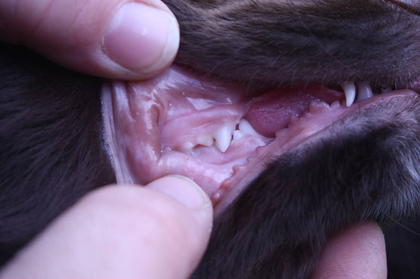 проверка зубов коричневого рабочего типа кокер-спаниель
 - Фото, изображение