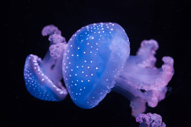 Avustralya benekli jellyfishes - Fotoğraf, Görsel