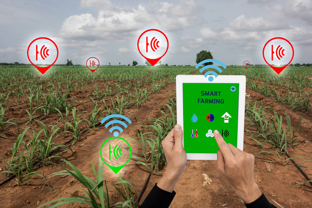 Internet rzeczy koncepcja rolnictwa, inteligentne rolnictwa, rolnictwo przemysłowe, rolnik wykorzystanie technologii do kontroli, monitorowania, zarządzania w wkładanym - Zdjęcie, obraz