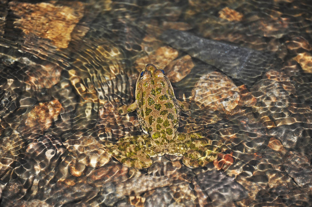 Żaba w falę - Zdjęcie, obraz