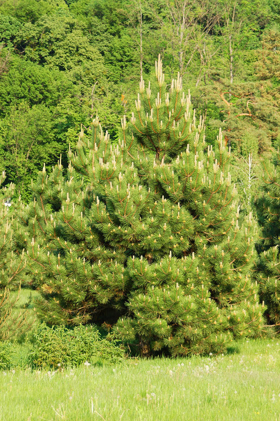 Herdem yeşil çam ağacı - Fotoğraf, Görsel
