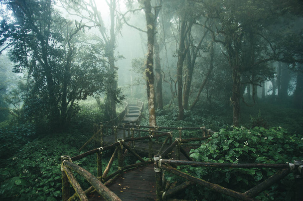 Rain forest in northern of Thailand - Photo, Image