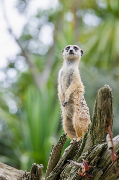 Meerkat (suricata suricatta
) - Фото, зображення