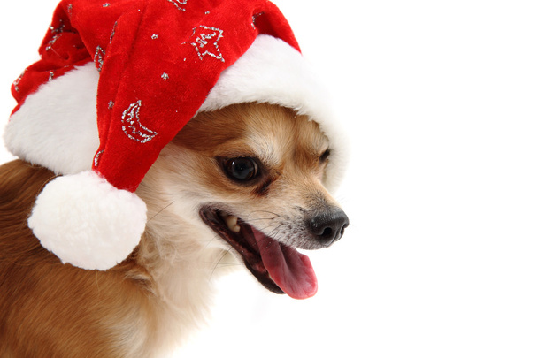 small chihuahua and christmas isolated - Fotografie, Obrázek