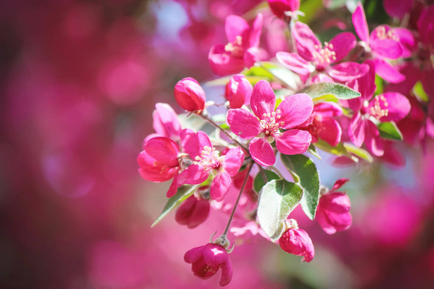 Árvores floridas, cor rosa na primavera. Foco seletivo
.  - Foto, Imagem