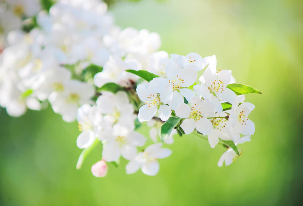 Alberi da fiore, fiori bianchi in primavera. Focus selettivo
.  - Foto, immagini