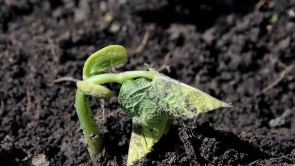 plantes temps de croissance lapse grrin
 - Séquence, vidéo