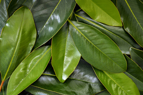 Magnolia Leaves Background - Photo, Image