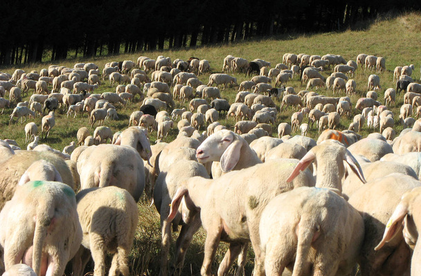 kudde met vele schapen met een lange witte fleece - Foto, afbeelding