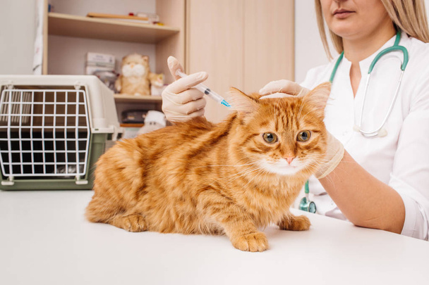 Veterinarian giving injection to cat   - Foto, immagini