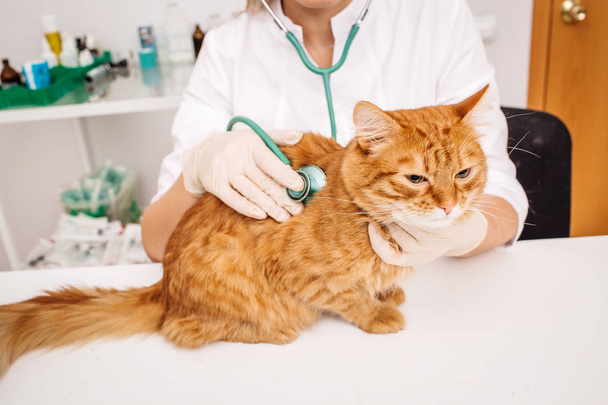 veterinarian doctor with stethoscope checking up cat - Foto, immagini