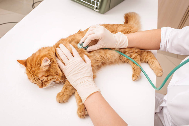 cat in a veterinary clinic.   - 写真・画像
