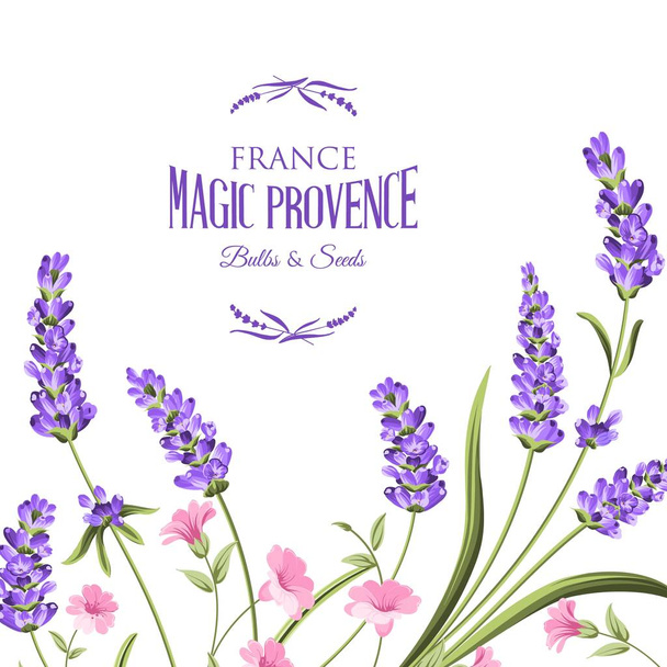 Bunch of lavender flowers. - Vector, Image