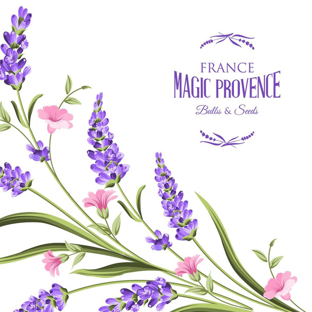 Bunch of lavender flowers. - Vector, Image