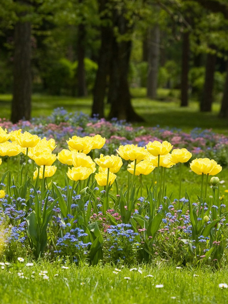 Colorful tulips - 写真・画像