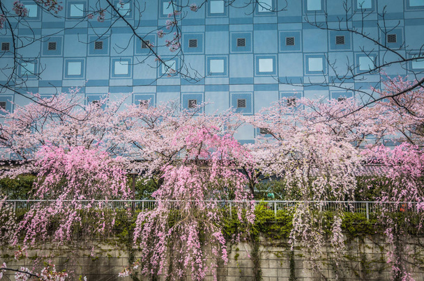 Fleurs de cerisier rose
 - Photo, image