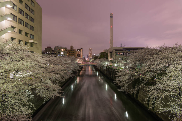 Fleurs de cerisier en Tokyo, Japon
 - Photo, image